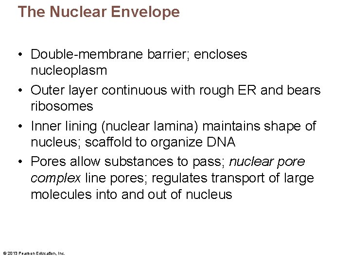 The Nuclear Envelope • Double-membrane barrier; encloses nucleoplasm • Outer layer continuous with rough