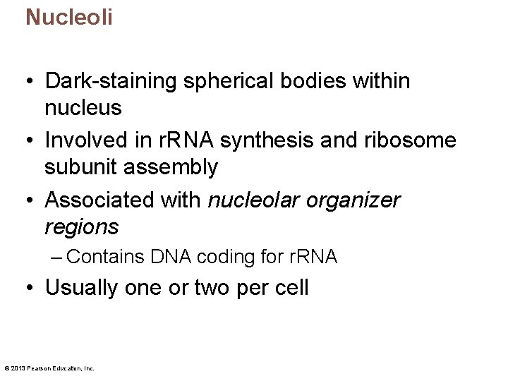 Nucleoli • Dark-staining spherical bodies within nucleus • Involved in r. RNA synthesis and