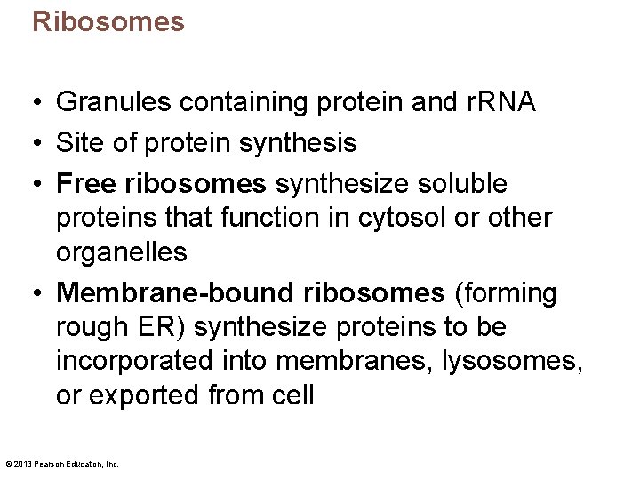 Ribosomes • Granules containing protein and r. RNA • Site of protein synthesis •