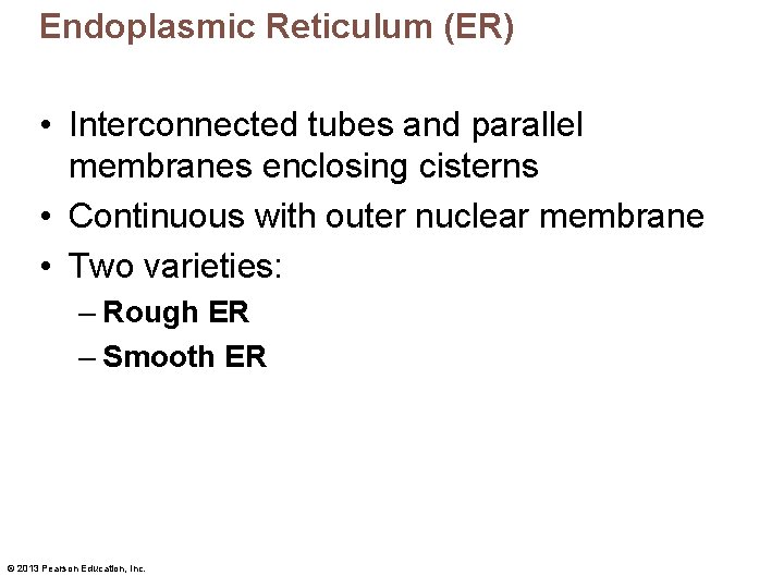 Endoplasmic Reticulum (ER) • Interconnected tubes and parallel membranes enclosing cisterns • Continuous with