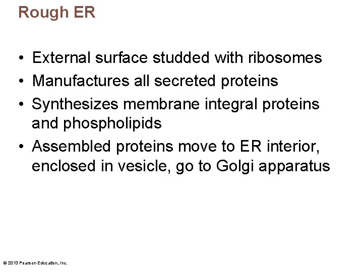 Rough ER • External surface studded with ribosomes • Manufactures all secreted proteins •