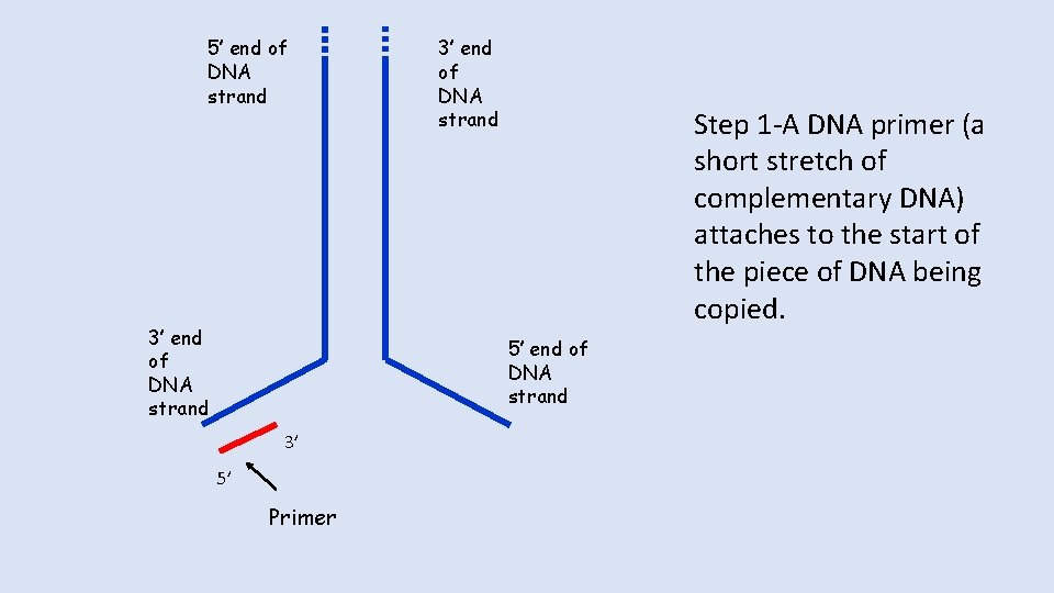 5’ end of DNA strand 3’ end of DNA strand Step 1 -A DNA