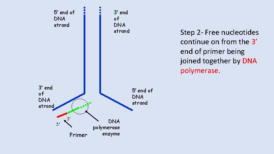 5’ end of DNA strand 3’ end of DNA strand Step 2 - Free