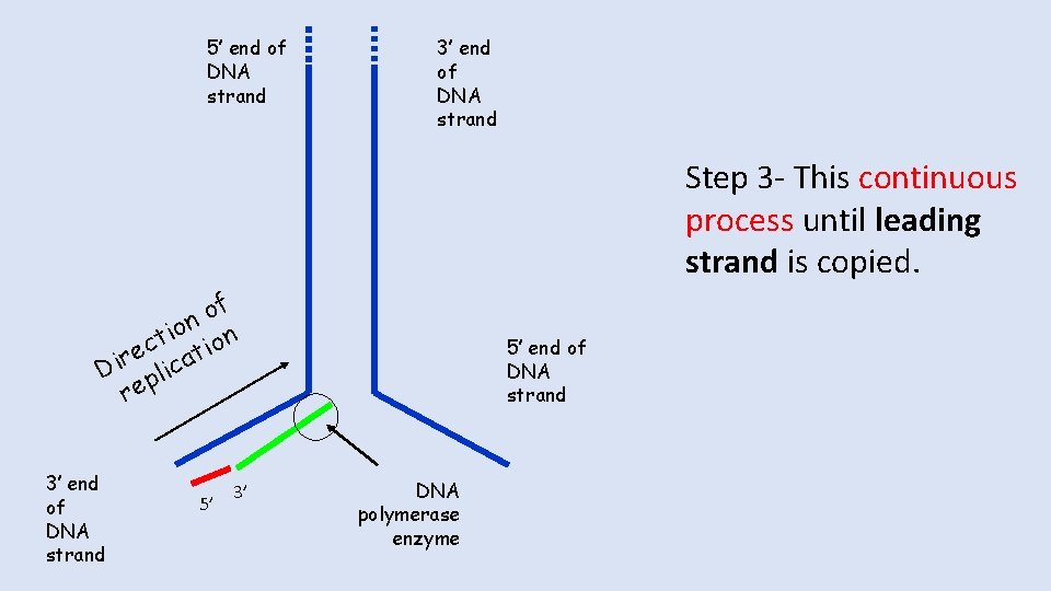 5’ end of DNA strand 3’ end of DNA strand Step 3 - This