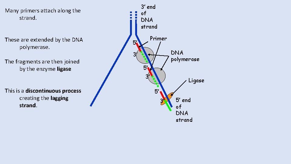 3’ end of DNA strand Many primers attach along the strand. These are extended