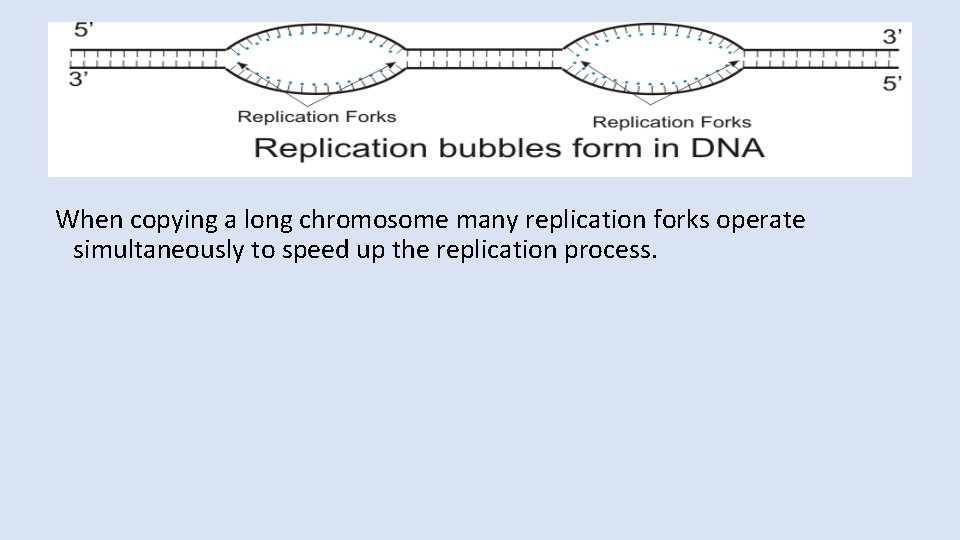 When copying a long chromosome many replication forks operate simultaneously to speed up the