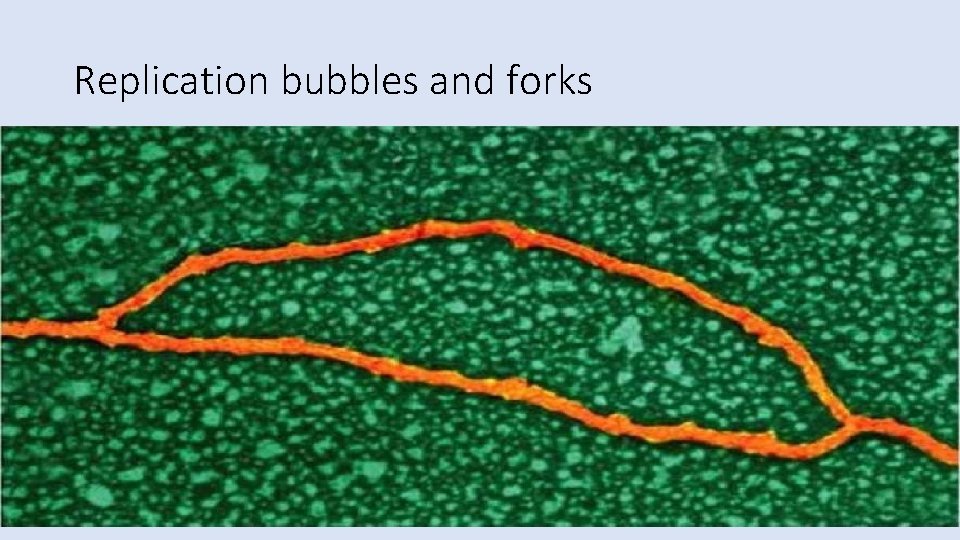 Replication bubbles and forks 