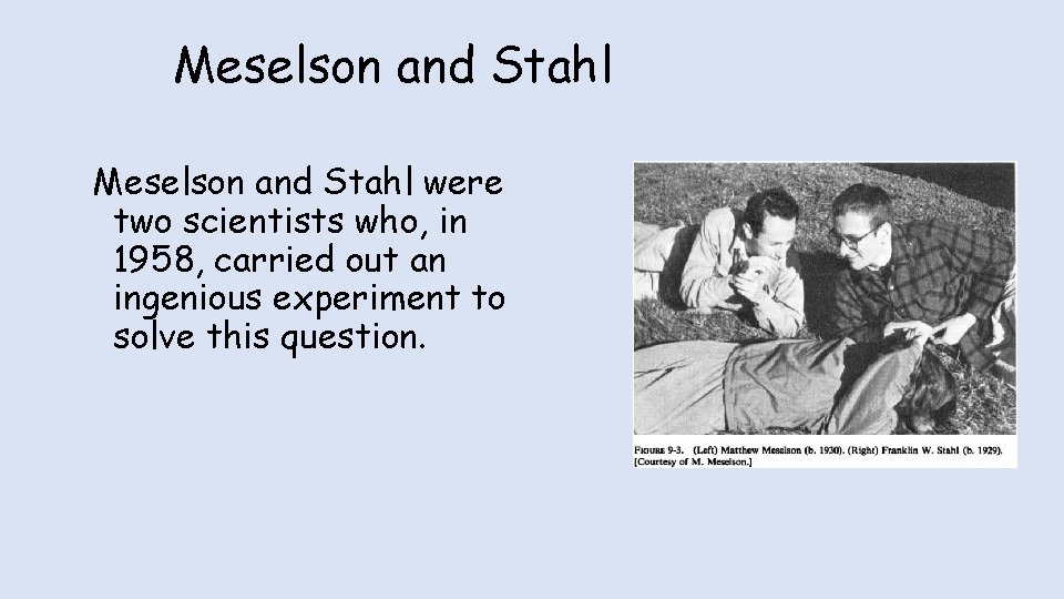 Meselson and Stahl were two scientists who, in 1958, carried out an ingenious experiment