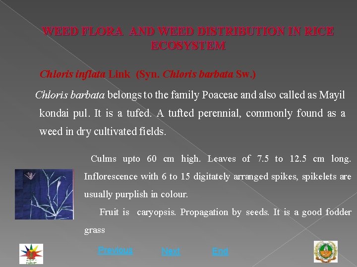 WEED FLORA AND WEED DISTRIBUTION IN RICE ECOSYSTEM Chloris inflata Link (Syn. Chloris barbata