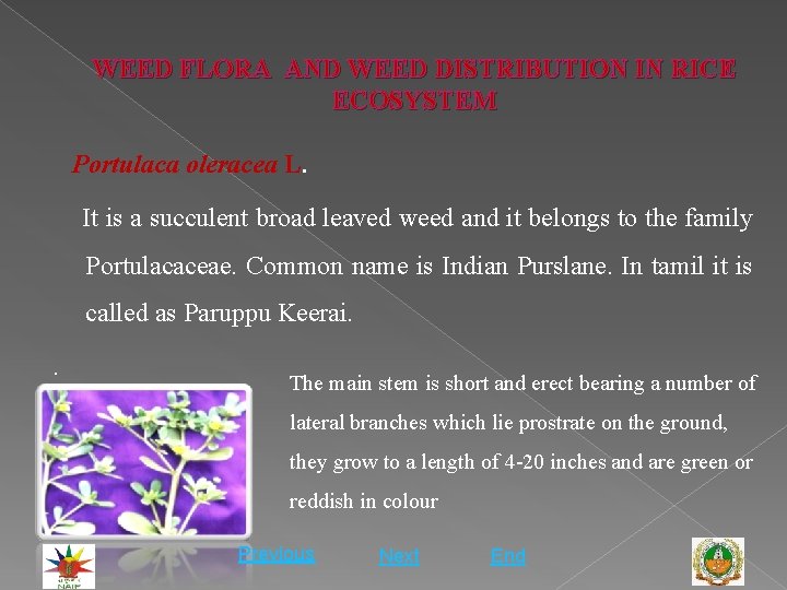 WEED FLORA AND WEED DISTRIBUTION IN RICE ECOSYSTEM Portulaca oleracea L. It is a
