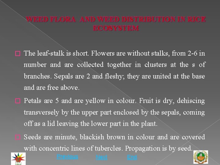 WEED FLORA AND WEED DISTRIBUTION IN RICE ECOSYSTEM � The leaf-stalk is short. Flowers