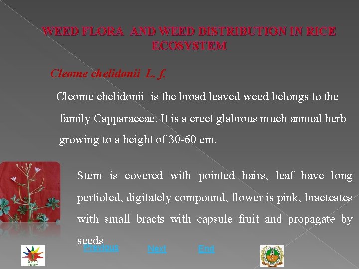 WEED FLORA AND WEED DISTRIBUTION IN RICE ECOSYSTEM Cleome chelidonii L. f. Cleome chelidonii