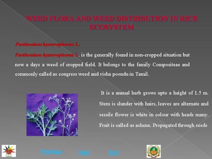 WEED FLORA AND WEED DISTRIBUTION IN RICE ECOSYSTEM Parthenium hysterophorus L. is the generally