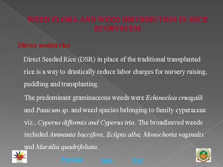 WEED FLORA AND WEED DISTRIBUTION IN RICE ECOSYSTEM Direct seeded rice Direct Seeded Rice