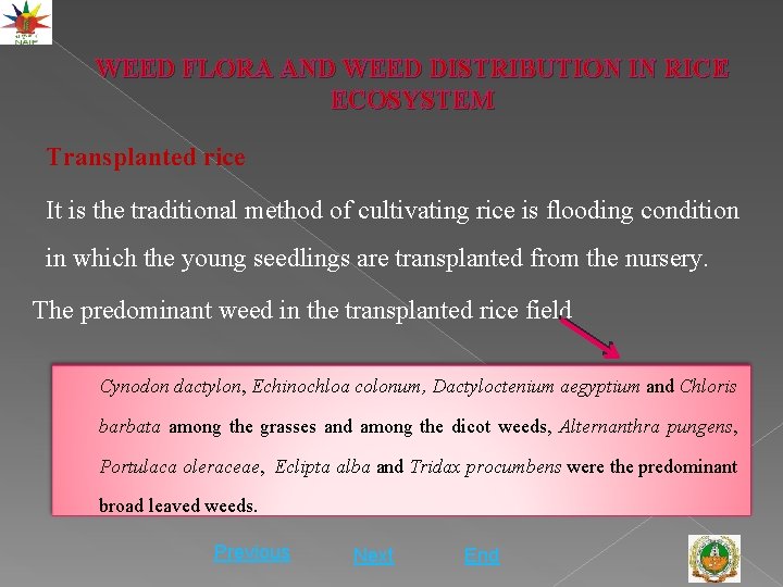 WEED FLORA AND WEED DISTRIBUTION IN RICE ECOSYSTEM Transplanted rice It is the traditional