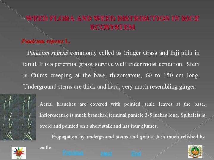 WEED FLORA AND WEED DISTRIBUTION IN RICE ECOSYSTEM Panicum repens L. Panicum repens commonly