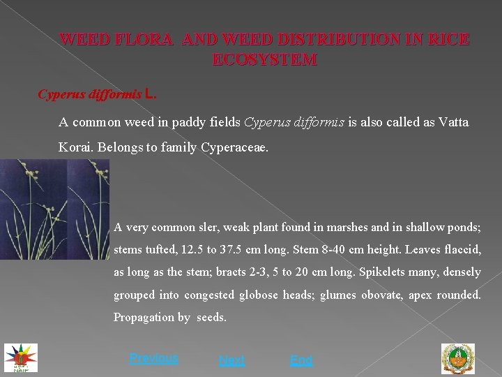 WEED FLORA AND WEED DISTRIBUTION IN RICE ECOSYSTEM Cyperus difformis L. A common weed