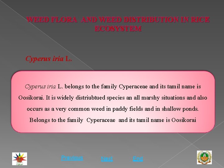 WEED FLORA AND WEED DISTRIBUTION IN RICE ECOSYSTEM Cyperus iria L. belongs to the