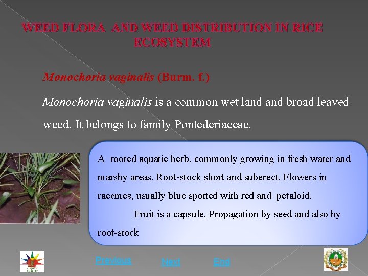 WEED FLORA AND WEED DISTRIBUTION IN RICE ECOSYSTEM Monochoria vaginalis (Burm. f. ) Monochoria