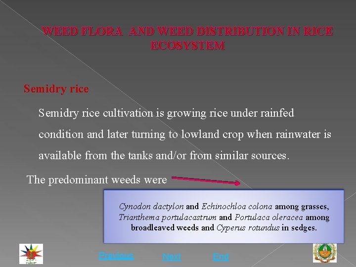 WEED FLORA AND WEED DISTRIBUTION IN RICE ECOSYSTEM Semidry rice cultivation is growing rice
