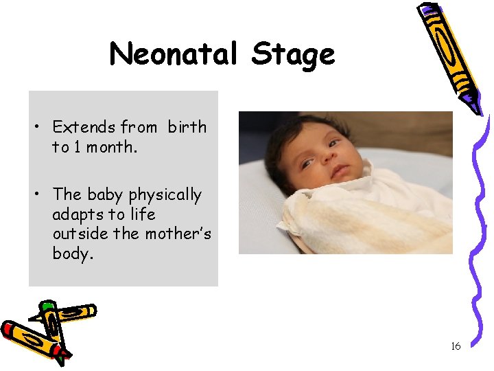 Neonatal Stage • Extends from birth to 1 month. • The baby physically adapts