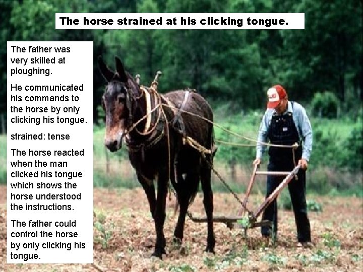 The horse strained at his clicking tongue. The father was very skilled at ploughing.