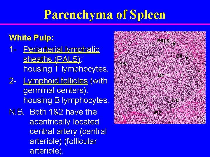 Parenchyma of Spleen White Pulp: 1 - Periarterial lymphatic sheaths (PALS): housing T lymphocytes.