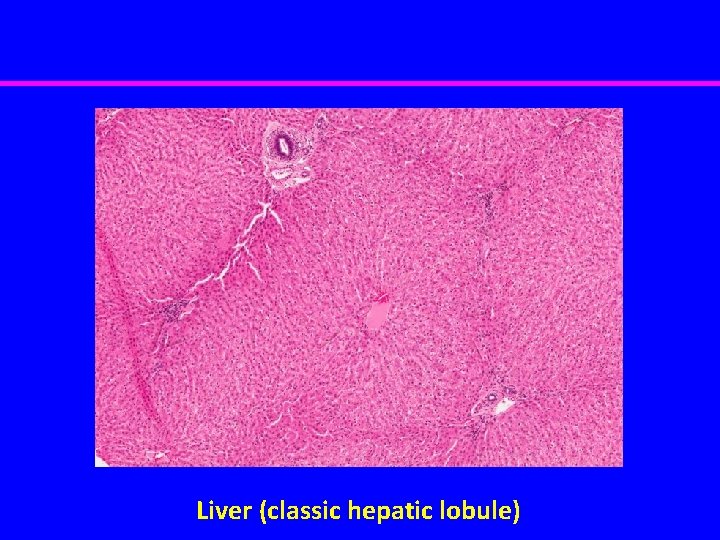 Liver (classic hepatic lobule) 
