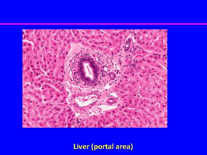 Liver (portal area) 