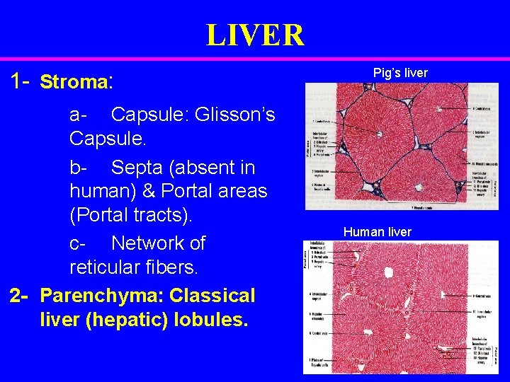 LIVER 1 - Stroma: a- Capsule: Glisson’s Capsule. b- Septa (absent in human) &