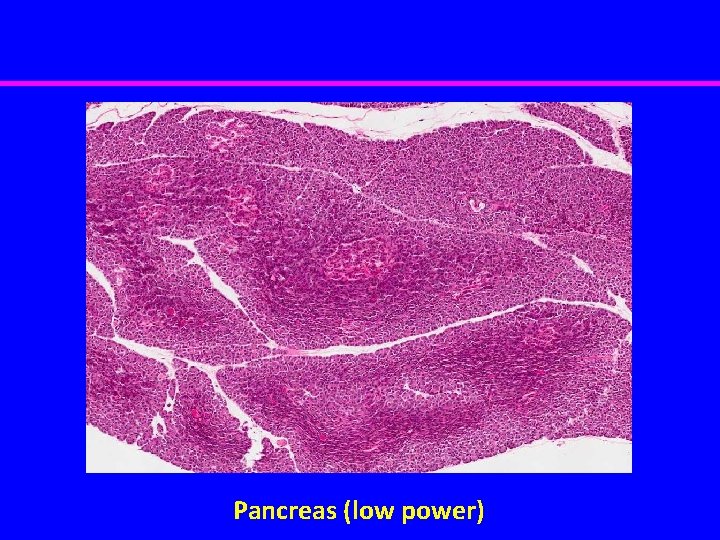 Pancreas (low power) 