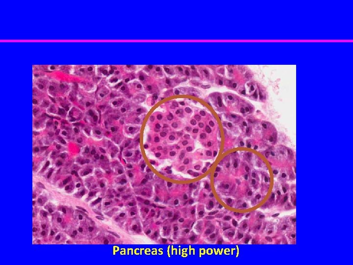 Pancreas (high power) 