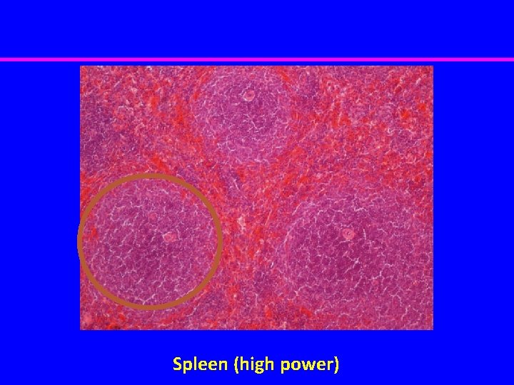 Spleen (high power) 