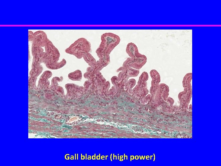 Gall bladder (high power) 