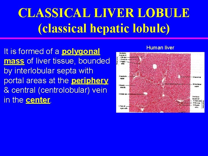 CLASSICAL LIVER LOBULE (classical hepatic lobule) It is formed of a polygonal mass of