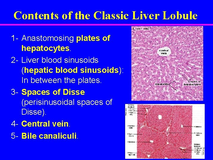 Contents of the Classic Liver Lobule 1 - Anastomosing plates of hepatocytes. 2 -
