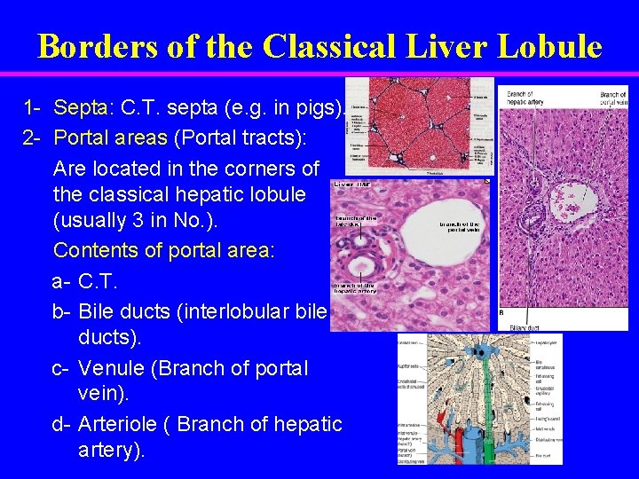 Borders of the Classical Liver Lobule 1 - Septa: C. T. septa (e. g.