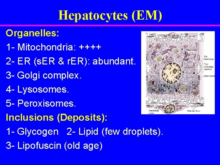 Hepatocytes (EM) Organelles: 1 - Mitochondria: ++++ 2 - ER (s. ER & r.