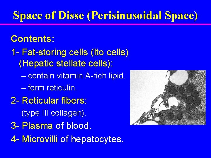 Space of Disse (Perisinusoidal Space) Contents: 1 - Fat-storing cells (Ito cells) (Hepatic stellate