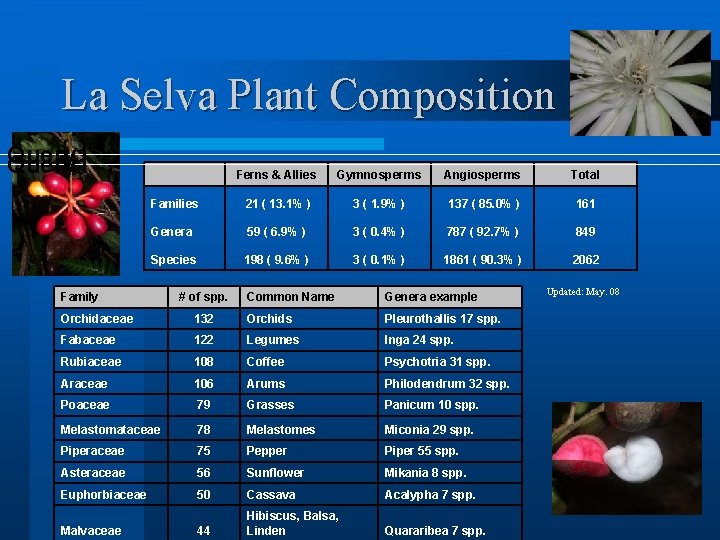 La Selva Plant Composition Query 1 Ferns & Allies Gymnosperms Angiosperms Total Families 21