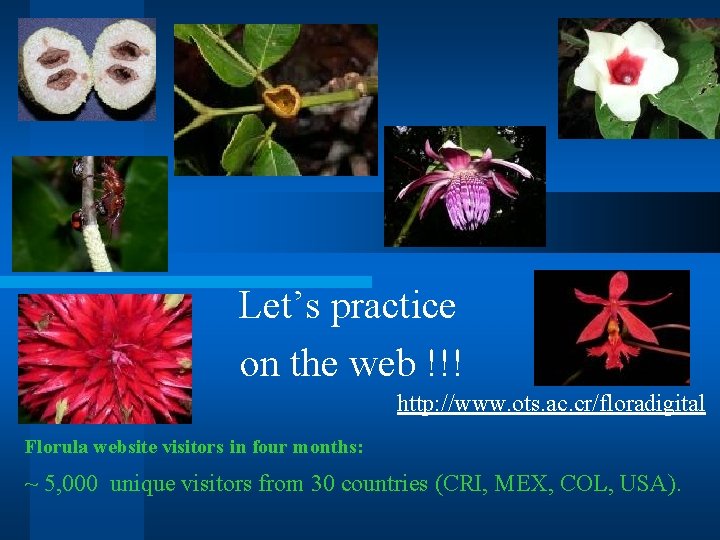 Let’s practice on the web !!! http: //www. ots. ac. cr/floradigital Florula website visitors