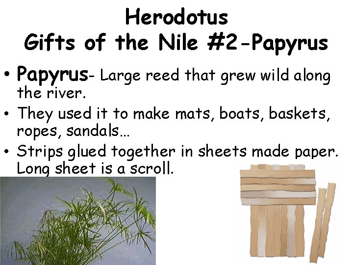 Herodotus Gifts of the Nile #2 -Papyrus • Papyrus- Large reed that grew wild