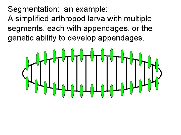 Segmentation: an example: A simplified arthropod larva with multiple segments, each with appendages, or