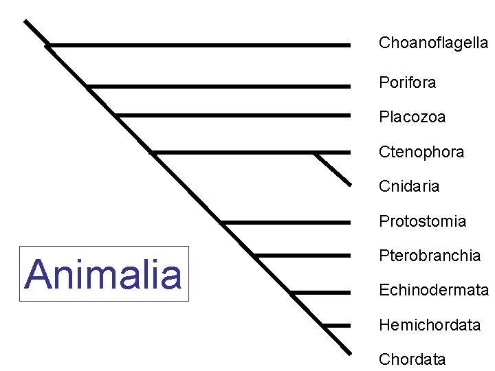 Choanoflagella Porifora Placozoa Ctenophora Cnidaria Protostomia Animalia Pterobranchia Echinodermata Hemichordata Chordata 