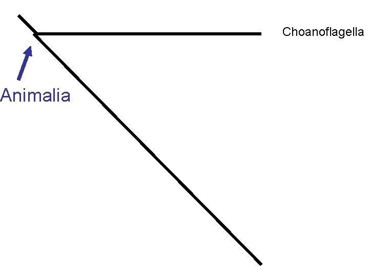 Animalia Choanoflagella 