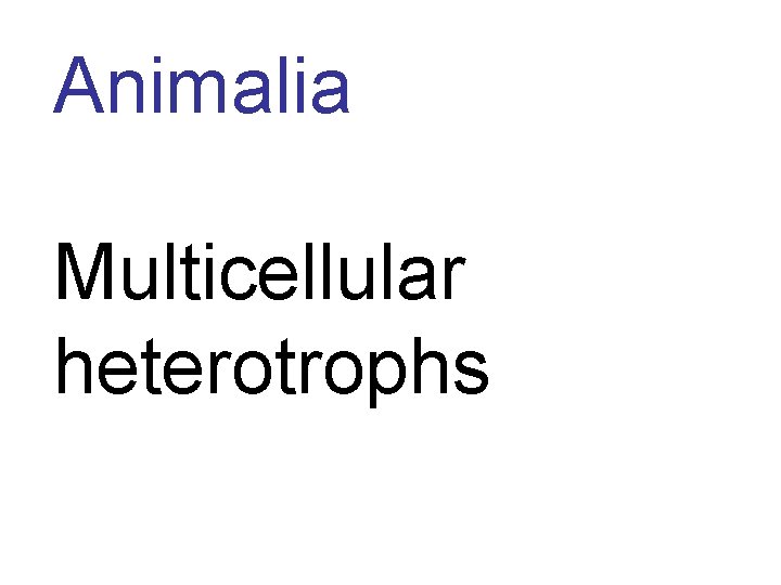 Animalia Multicellular heterotrophs 