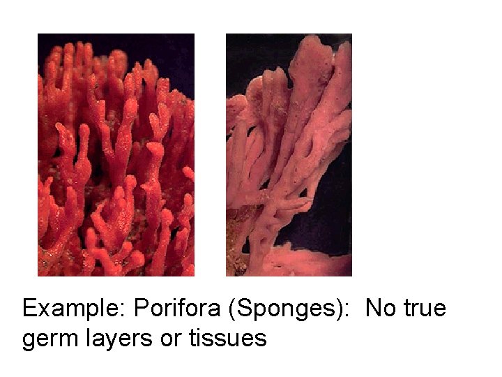 Example: Porifora (Sponges): No true germ layers or tissues 