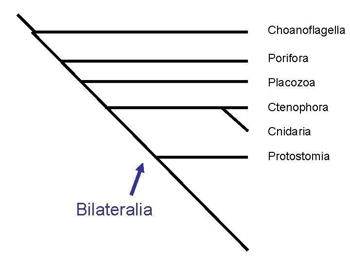 Choanoflagella Porifora Placozoa Ctenophora Cnidaria Protostomia Bilateralia 