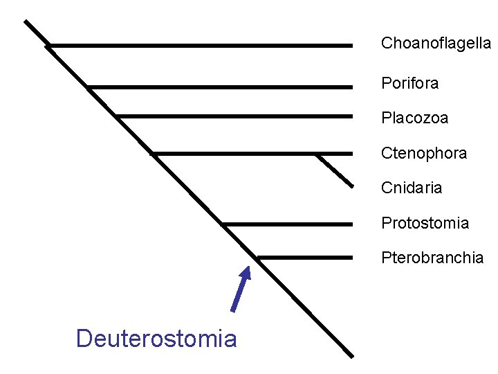 Choanoflagella Porifora Placozoa Ctenophora Cnidaria Protostomia Pterobranchia Deuterostomia 