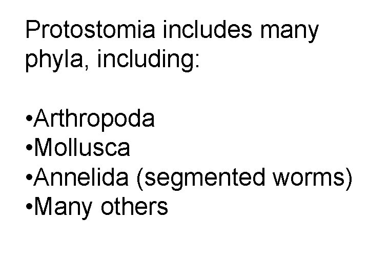 Protostomia includes many phyla, including: • Arthropoda • Mollusca • Annelida (segmented worms) •